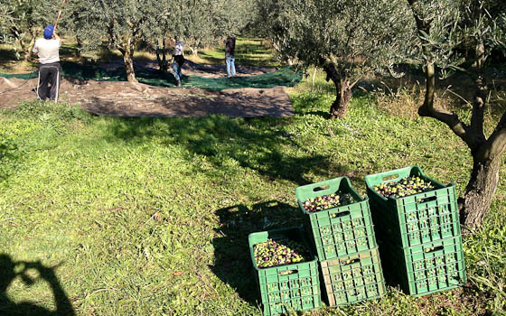 Harvesting with Baskets