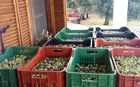 Baskets of Olives