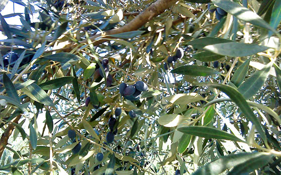 Olives1