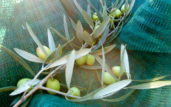 Olive branch