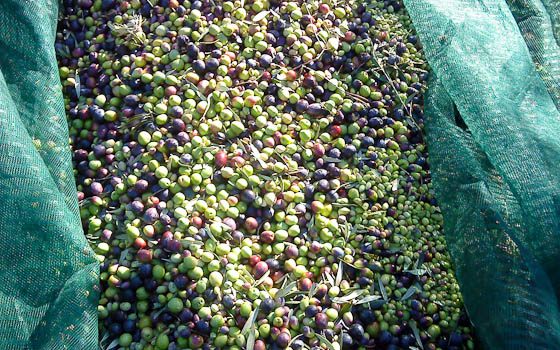 Olives4