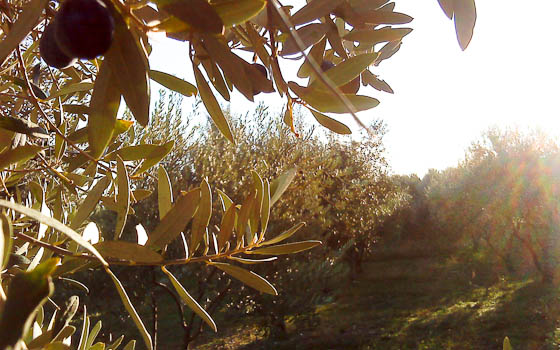 Grove1
