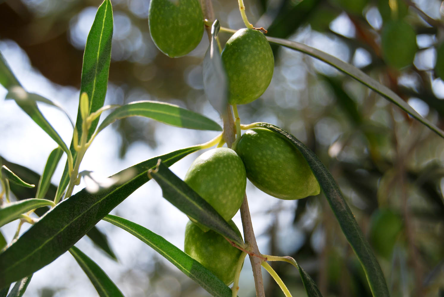 Eliris estate organic olives summer 2015